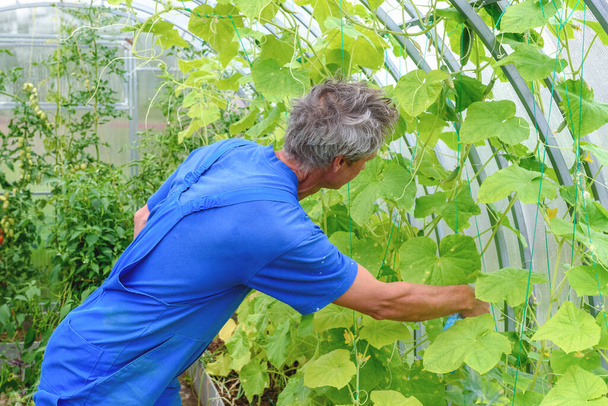 Man spraying cucumber plant in a greenhouse for diseases. - Photo, Image