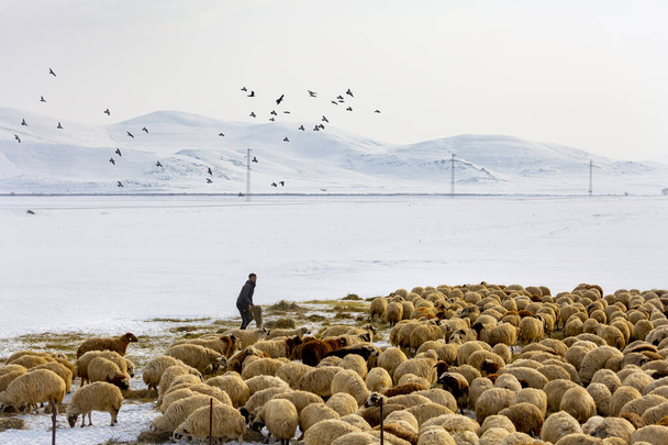kars, peru, 22 de janeiro de 2020: duras condições de inverno, tempo de alimentação de ovinos e aves voadoras - Foto, Imagem