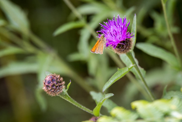 Kleiner Schmetterling (Thymelicus sylvestris) ernährt sich von einer Distel - Foto, Bild
