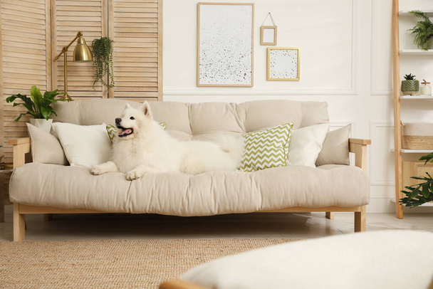 Adorable Samoyed dog on sofa in living room - Foto, afbeelding