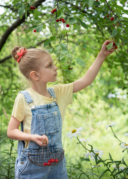 Милая маленькая девочка берет вишенку с дерева в вишневом саду - Фото, изображение