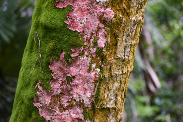 Cryptothecia rubrocincta groeit op mossige boom in het moeras. - Foto, afbeelding