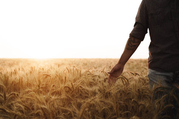 Male hand touches wheat ears on field at sunset - Zdjęcie, obraz