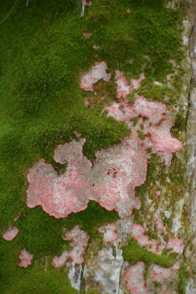 Cryptothecia rubrocincta creciendo en musgoso árbol en el pantano. - Foto, Imagen