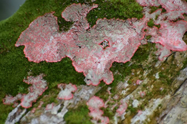 Cryptothecia rubrocincta растет на мхом дереве в болоте. - Фото, изображение
