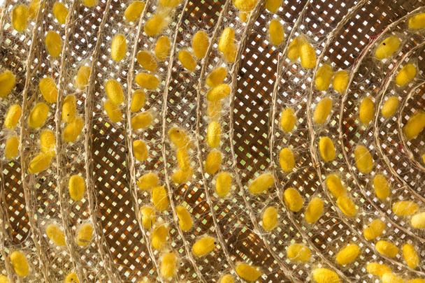groep van zijde worm cocons - Foto, afbeelding