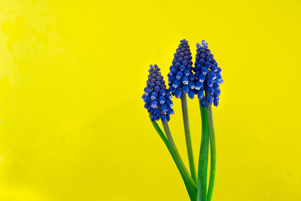 Vlak van drie blauwe bloemen op een gele achtergrond met veel lege ruimte. Bloemen achtergrond met plaats voor banner. - Foto, afbeelding