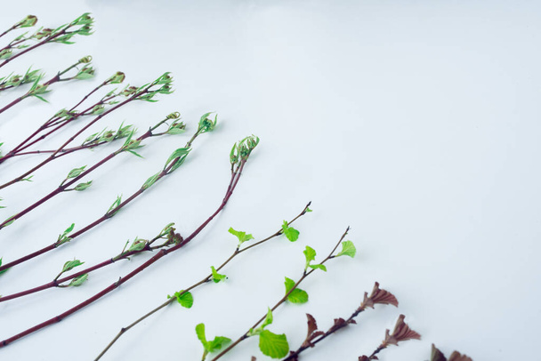Hilera de ramitas con hojas tiernas colocadas diagonalmente sobre la superficie blanca. Textura floral y concepto de fondo. - Foto, imagen