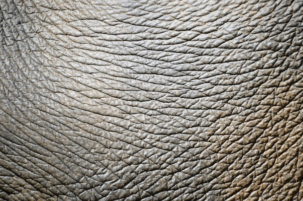 elephant skin - Fotoğraf, Görsel