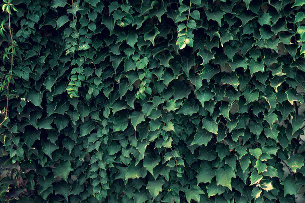Fundo de folhas de uva selvagem verde. Os tecidos naturais de folhas simples cobrem uma parede. - Foto, Imagem