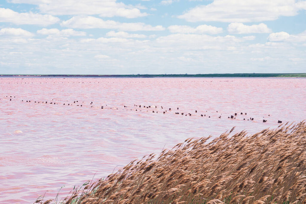 Minimalistisch landschap van roze meer met kleine piketten in water, geelachtige hoofden van droge riet en blauwe lucht met witte wolken. Roze uitzicht op water. - Foto, afbeelding