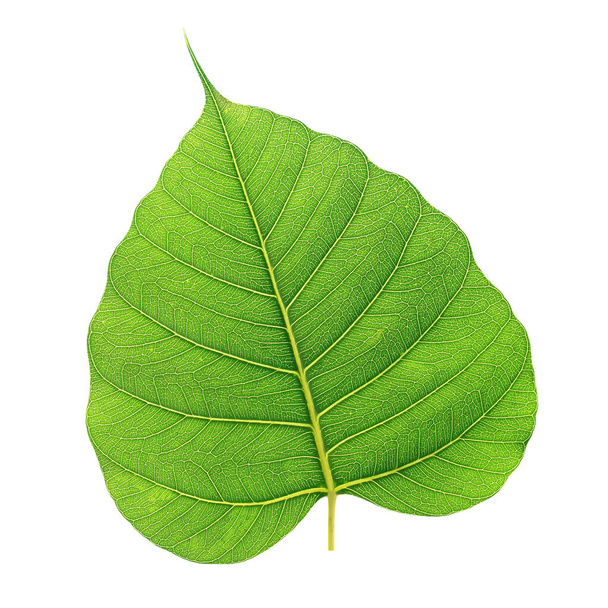 feuilles d'arbre isolées sur fond blanc - Photo, image