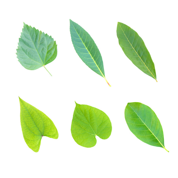 hojas de árbol aisladas sobre fondo blanco - Foto, imagen