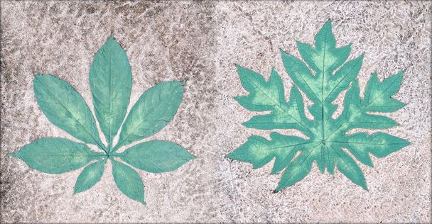 Marks of leaf on the concrete pavement. - Photo, Image