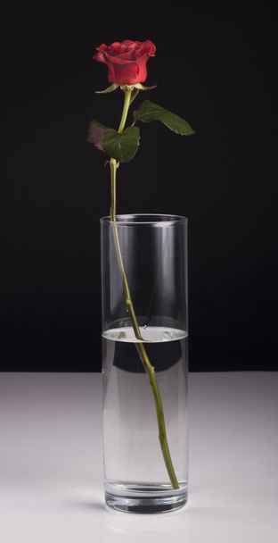 Beautiful red rose in a vase for your design - Fotografie, Obrázek