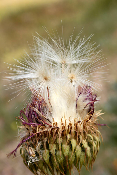 Dandelion seeds on a thistle. - Photo, Image