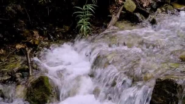 Een kleine bosstroom met snel stromend water over de stenen - Video
