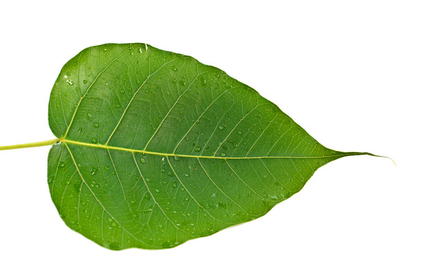 Красивий зелений лист ізольований на білому
  - Фото, зображення