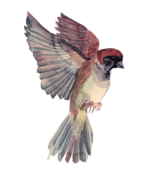 Pardal voador aquarela pássaro desenhado à mão objeto animal criativo isolado no whitebackground. Clipe de arte para sketchbook, notebook, adesivo, embrulho - Foto, Imagem