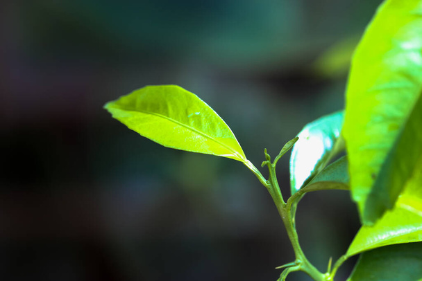 Green tea bud and fresh leaf of orange or lemon tree on blurred natural background in summer garden. Little potted citrus tree close-up. Tea plantation. Place for text, copy space. Macro photography. - Valokuva, kuva