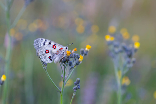 Vrouwelijke Apollo Butterfly, Parnassius apollo - Foto, afbeelding