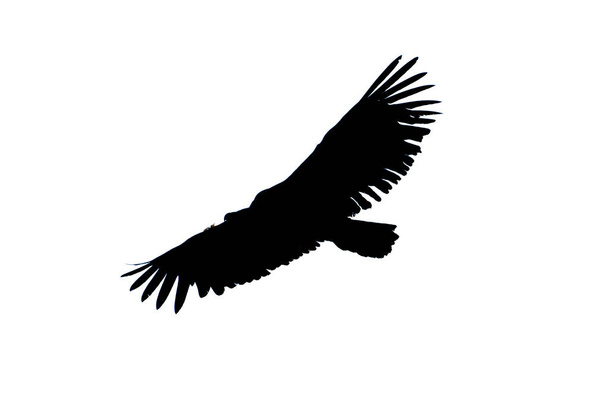 Silhouette of griffon vulture (gyps fulvus) in flight, Alcoy, Valencian Community, Spain. - Fotografie, Obrázek
