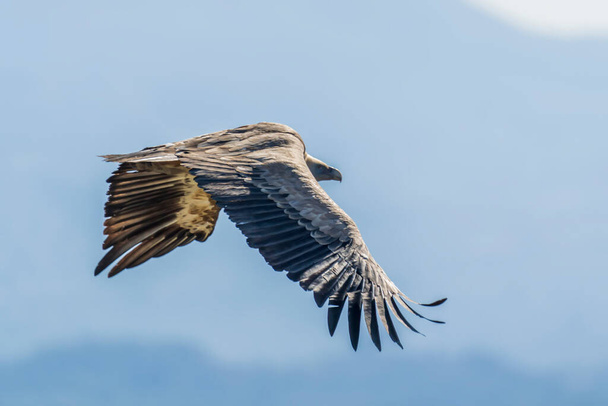 Griffon vautour (gyps fulvus) en vol, Alcoy, Communauté Valencienne, Espagne. - Photo, image