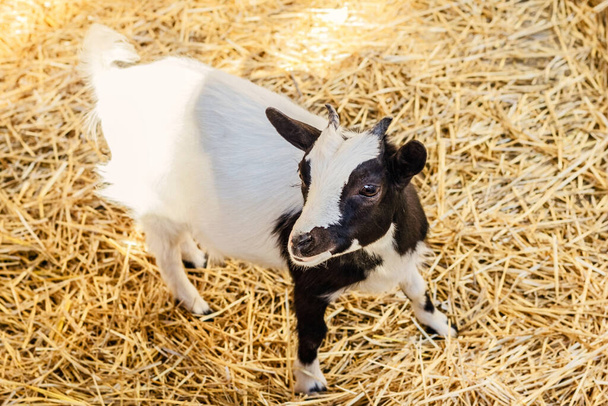 Pretty black and white adult baby goat stands on hay - Foto, imagen
