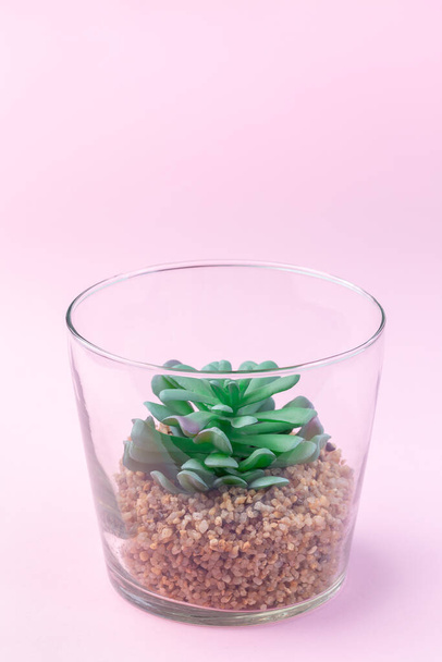 Artificial succulent in a glass terrarium on a pink background, home decoration, vertical, copy space - Fotó, kép
