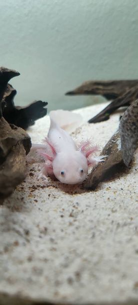 esemplare bianco di axolotl che si nutre nell'acquario domestico. Foto di alta qualità - Foto, immagini