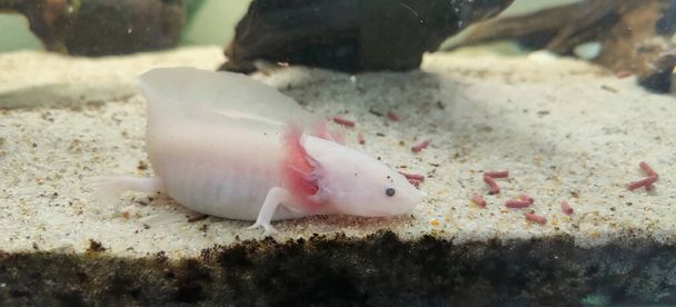 bílý vzorek axolotlu, který se živí v domácím akváriu. Kvalitní fotografie - Fotografie, Obrázek
