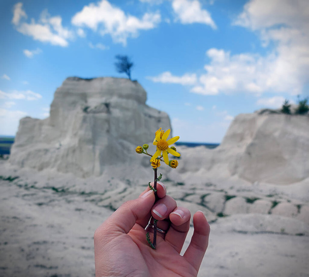 Kireç taşı ocağının arka planında açan sarı çiçek tomurcuklarıyla küçük bir papatya sapı tutan kız. Küçük beyaz bulutlu açık mavi gökyüzü. Harika bir yaz günü. - Fotoğraf, Görsel