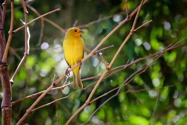 O pássaro amarelo do Brasil. O Saffron Finch também conhece Canario-da-terra. Espécie Sicalis flaveola. Cerrado. Brasília. Vigilante de pássaros. - Foto, Imagem