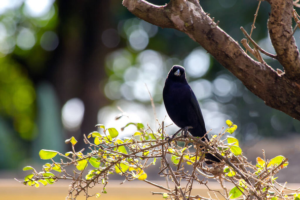 O Cowbird Brilhante também conhecido como Chupim. Toda a beleza e a presença do pássaro preto mais típico do Brasil. Espécie Molothrus bonariensis. Vigilante de pássaros - Foto, Imagem