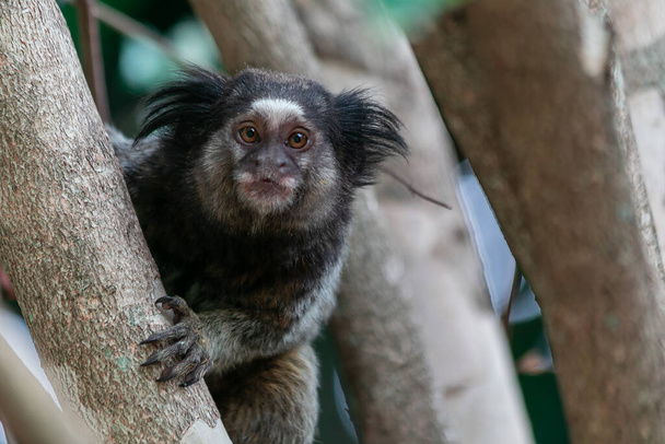 Η μαϊμού στο δέντρο. Το Black-tufted marmoset επίσης γνωστό ως Mico-Estrela είναι μια τυπική μαϊμού από την κεντρική Βραζιλία. Είδος Καλλιθριξ πενικιλάτα. Εραστής ζώων. Άγρια ζωή. - Φωτογραφία, εικόνα