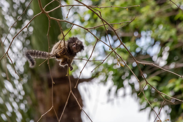 Le bébé singe sur l'arbre. Le Marmoset à touffes noires aussi connu sous le nom de Mico-estrela est un singe typique du centre du Brésil. Espèce Callithrix pénicillata. Amoureux des animaux. Faune. - Photo, image