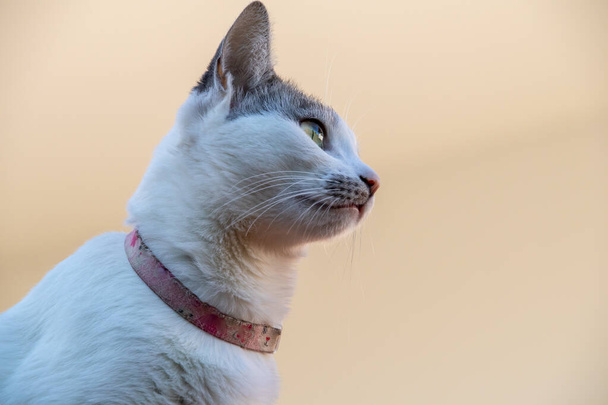Portrét krásné bílé kočky s růžovým límcem, šedýma ušima a žlutýma očima, sledující pohyb domu. Zlatá hodina. Svět zvířat. Milovník zvířat. Milovník zvířat. Milovník koček. - Fotografie, Obrázek
