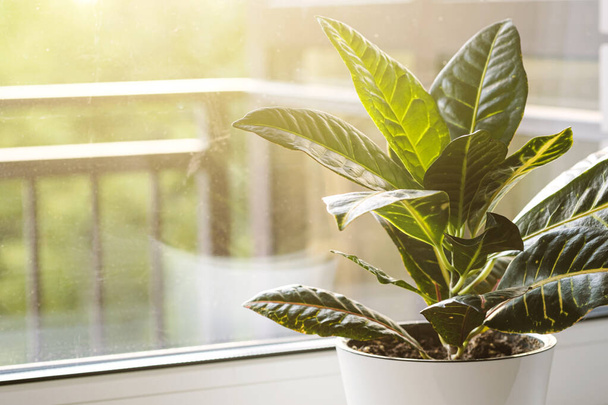 Croton or Codiaeum in a white flower pot stands on the windowsill. Home plants care concept.	 - Photo, Image