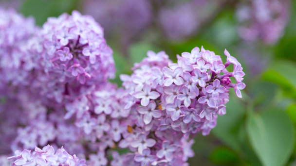 Branch with spring lilac flowers in garden. - Photo, Image