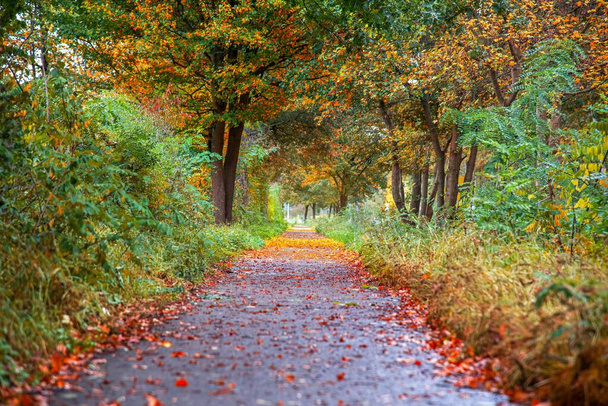 bosque de otoño después de la lluvia, naturaleza tranquila - Foto, imagen
