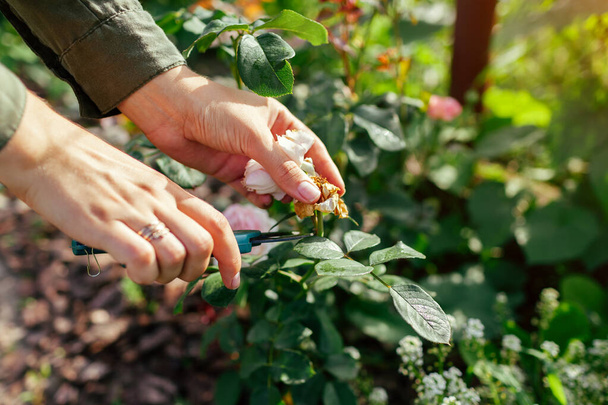 Woman deadheading spent rose hips in summer garden. Gardener cutting wilted flowers off with pruner. Outdoor hobby activities - Photo, Image
