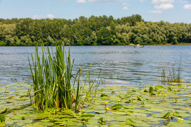 Summer landscape of a wide river with thickets of yellow water lily and reeds in the foreground and dense green trees on the other side in blur. Copy space. - Photo, image