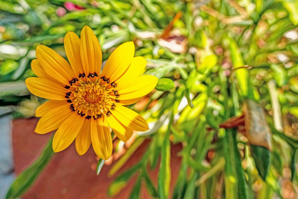 Gazania, a tropical herbaceous plant of the daisy family, with showy flowers that are typically orange or yellow. - Photo, Image
