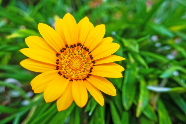 Gazania, a tropical herbaceous plant of the daisy family, with showy flowers that are typically orange or yellow. - Photo, Image