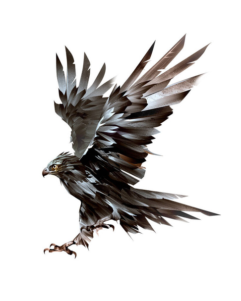 painted bird of prey hawk in flight on white background - Foto, Bild
