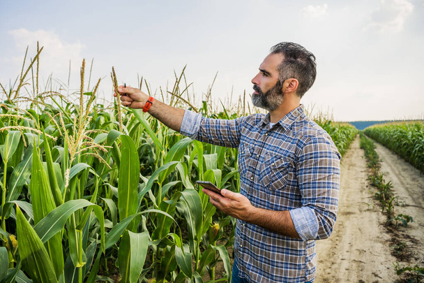 Agronomo è in piedi nel campo di mais in crescita. Egli sta esaminando i raccolti di mais dopo la semina di successo. - Foto, immagini
