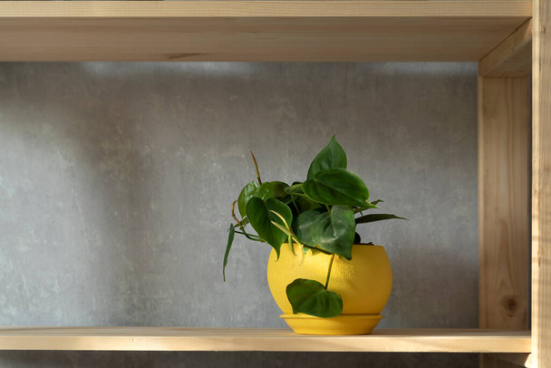 Indoor plant in bright yellow pot stay on shelf. Scandens plant in the interior. Houseplant. - Fotó, kép
