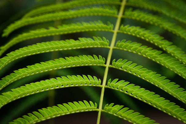 Fern like leaf from Jacaranda tree (Jacaranda mimosafolia) in macro view - Fotoğraf, Görsel