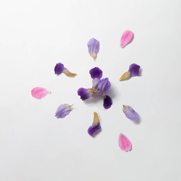 Δημιουργική διάταξη με βιολετί ίριδα και ροζ ροδοπέταλα σε λευκό φόντο. Ελάχιστα λουλούδι και τη φύση επίπεδη lay έννοια. - Φωτογραφία, εικόνα