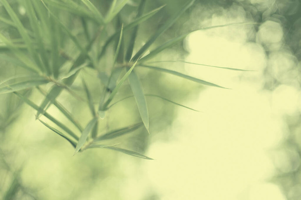 Τα φύλλα μπαμπού θολώνουν στον καθαρό πρωινό αέρα. Ένα γαλήνιο στην καταπράσινη φύση ατμόσφαιρα του όμορφου δάσους μπαμπού. Εικόνα σε δροσερό τόνο για φόντο και ταπετσαρία σε απλή και ήρεμη διάθεση zen. Φύση καλοκαιρινό φόντο. - Φωτογραφία, εικόνα